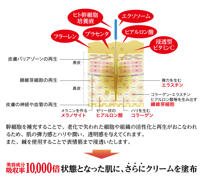 美容成分10000倍状態となった肌に、さらにクリームを塗布