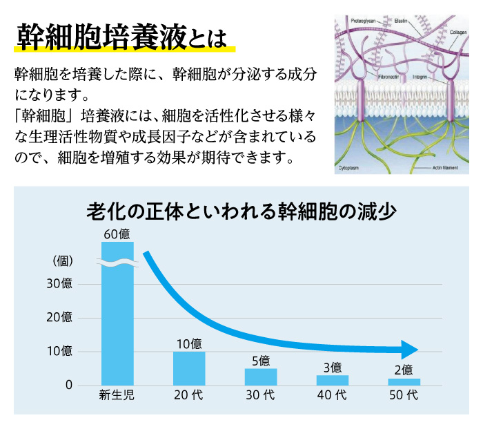 幹細胞培養液とは